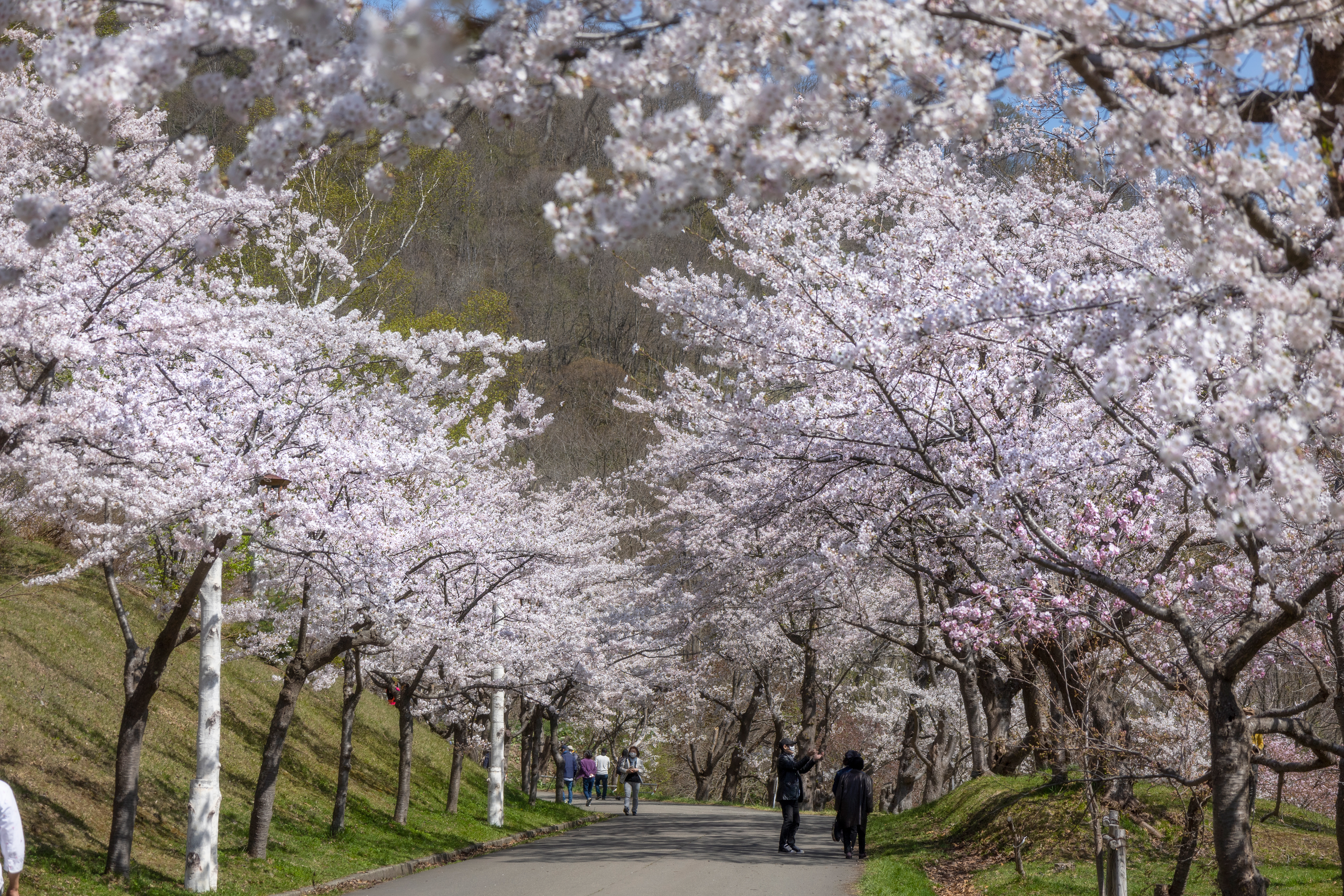 東明公園・ソメイヨシノ